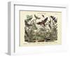 Butterflies, C.1860-null-Framed Premium Giclee Print