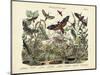 Butterflies, C.1860-null-Mounted Premium Giclee Print