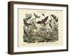 Butterflies, C.1860-null-Framed Giclee Print