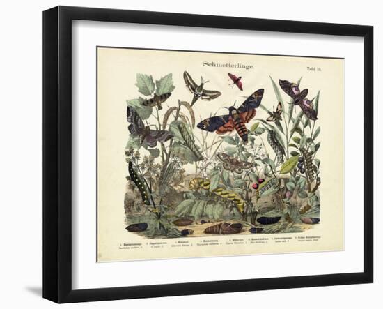 Butterflies, C.1860-null-Framed Giclee Print