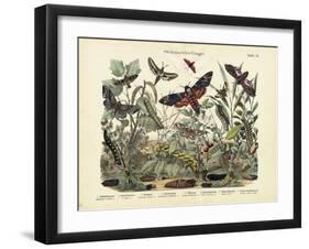 Butterflies, C.1860-null-Framed Giclee Print