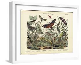 Butterflies, C.1860-null-Framed Giclee Print