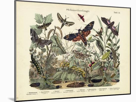 Butterflies, C.1860-null-Mounted Giclee Print