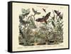 Butterflies, C.1860-null-Framed Stretched Canvas