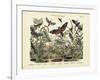 Butterflies, C.1860-null-Framed Giclee Print