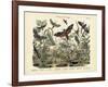 Butterflies, C.1860-null-Framed Giclee Print