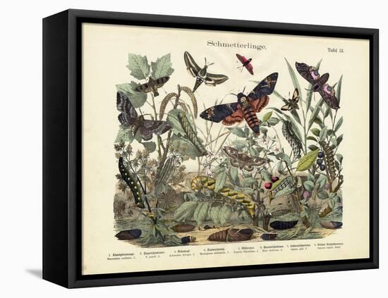 Butterflies, C.1860-null-Framed Stretched Canvas