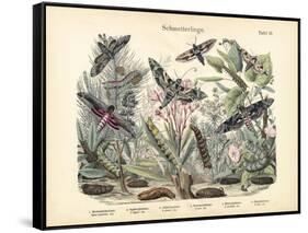 Butterflies, C.1860-null-Framed Stretched Canvas