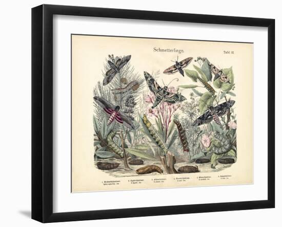 Butterflies, C.1860-null-Framed Giclee Print