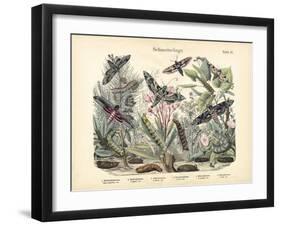 Butterflies, C.1860-null-Framed Giclee Print