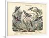 Butterflies, C.1860-null-Framed Giclee Print