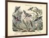 Butterflies, C.1860-null-Framed Giclee Print