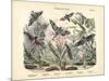 Butterflies, C.1860-null-Mounted Giclee Print