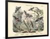 Butterflies, C.1860-null-Framed Giclee Print