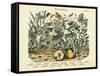 Butterflies, C.1860-null-Framed Stretched Canvas