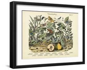 Butterflies, C.1860-null-Framed Giclee Print