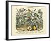 Butterflies, C.1860-null-Framed Giclee Print