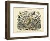 Butterflies, C.1860-null-Framed Giclee Print