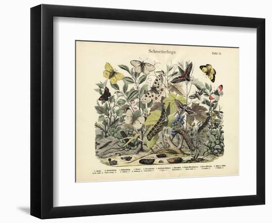 Butterflies, C.1860-null-Framed Giclee Print