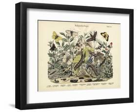 Butterflies, C.1860-null-Framed Giclee Print