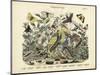 Butterflies, C.1860-null-Mounted Giclee Print