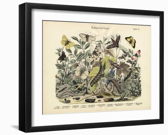 Butterflies, C.1860-null-Framed Giclee Print