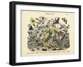 Butterflies, C.1860-null-Framed Giclee Print