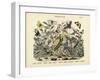 Butterflies, C.1860-null-Framed Giclee Print