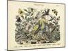 Butterflies, C.1860-null-Mounted Giclee Print