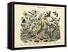 Butterflies, C.1860-null-Framed Stretched Canvas