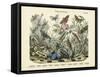 Butterflies, C.1860-null-Framed Stretched Canvas