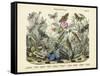 Butterflies, C.1860-null-Framed Stretched Canvas