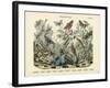 Butterflies, C.1860-null-Framed Giclee Print