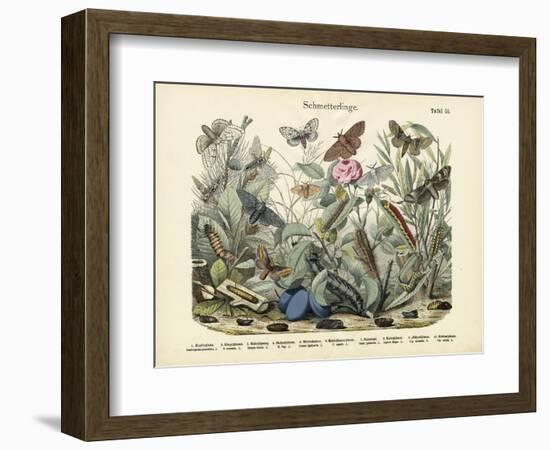 Butterflies, C.1860-null-Framed Giclee Print