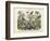 Butterflies, C.1860-null-Framed Giclee Print