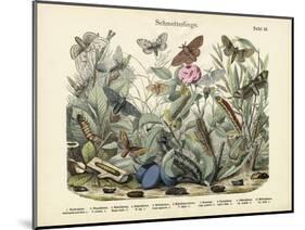 Butterflies, C.1860-null-Mounted Giclee Print