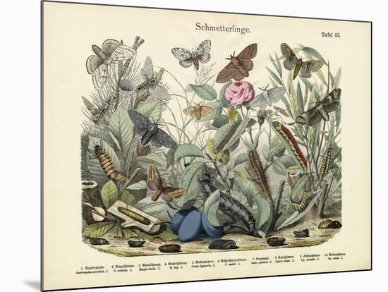 Butterflies, C.1860-null-Mounted Giclee Print