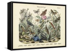 Butterflies, C.1860-null-Framed Stretched Canvas