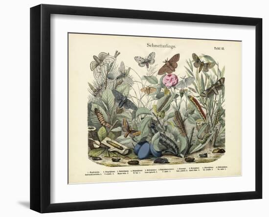 Butterflies, C.1860-null-Framed Giclee Print