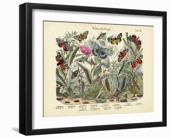 Butterflies, C.1860-null-Framed Giclee Print