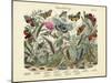 Butterflies, C.1860-null-Mounted Giclee Print