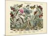 Butterflies, C.1860-null-Mounted Giclee Print