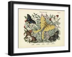 Butterflies, C.1860-null-Framed Giclee Print