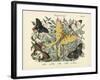 Butterflies, C.1860-null-Framed Giclee Print