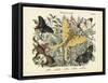 Butterflies, C.1860-null-Framed Stretched Canvas