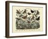 Butterflies, C.1860-null-Framed Giclee Print