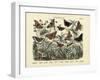 Butterflies, C.1860-null-Framed Giclee Print