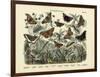 Butterflies, C.1860-null-Framed Giclee Print