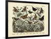 Butterflies, C.1860-null-Framed Giclee Print