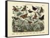 Butterflies, C.1860-null-Framed Stretched Canvas